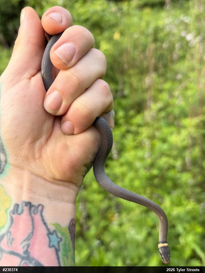 Northern Ring-necked Snake