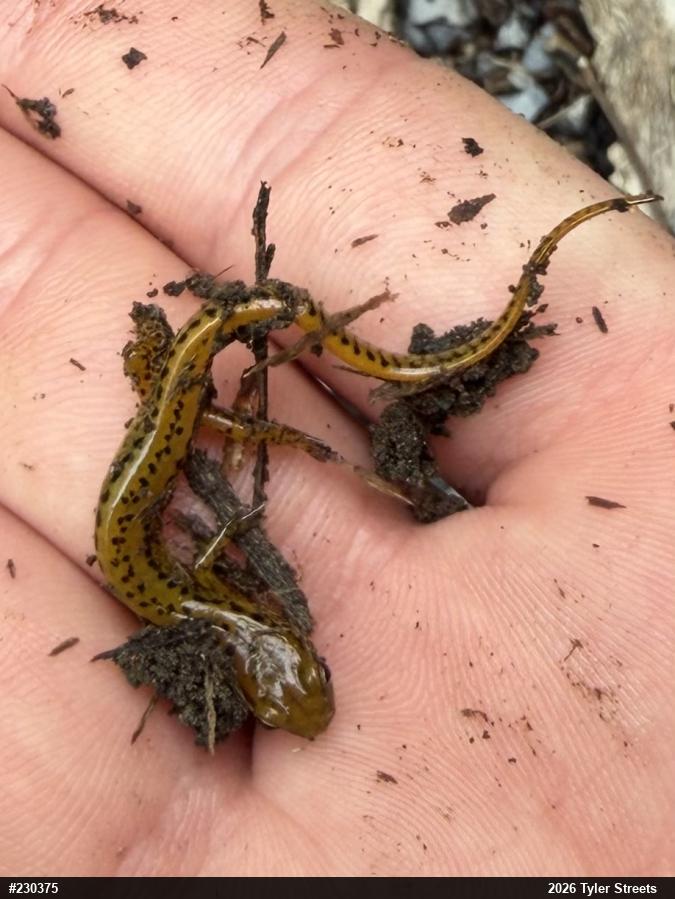 Eastern Long-tailed Salamander