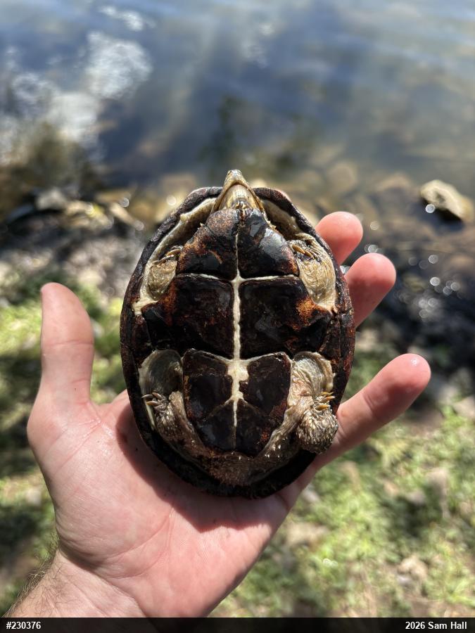 Eastern Musk Turtle