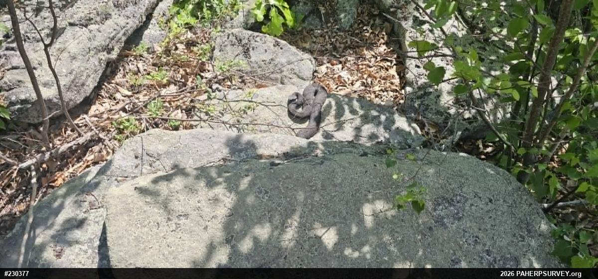 Timber Rattlesnake