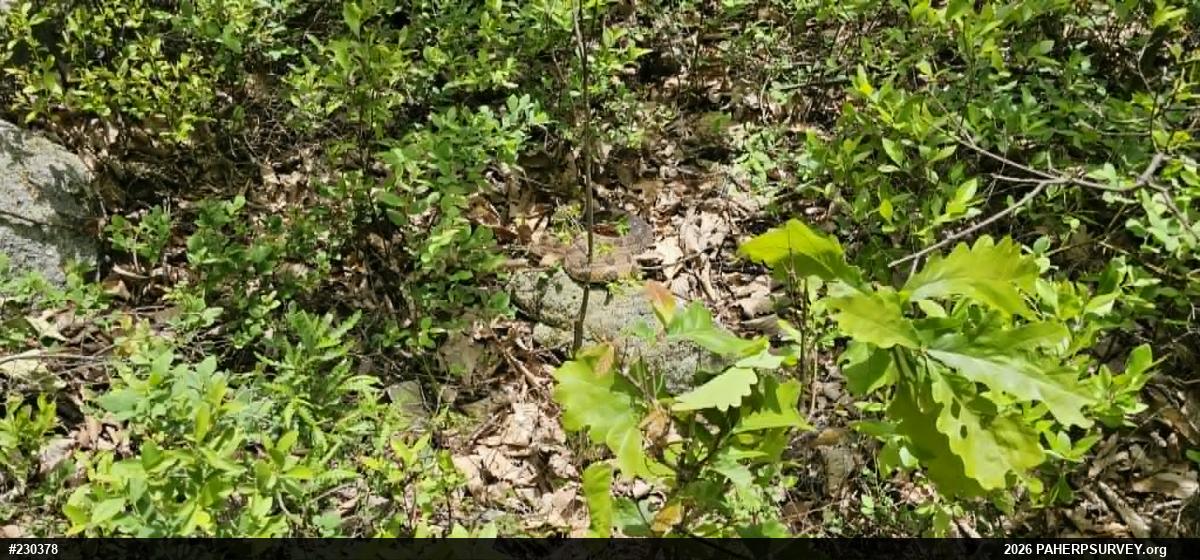 Timber Rattlesnake