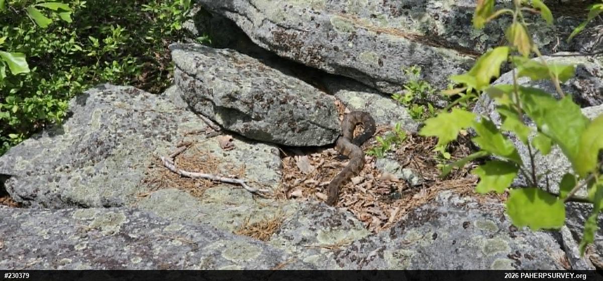 Timber Rattlesnake