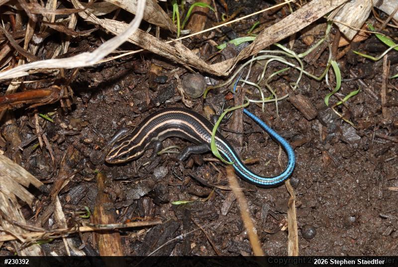 Common Five-lined Skink