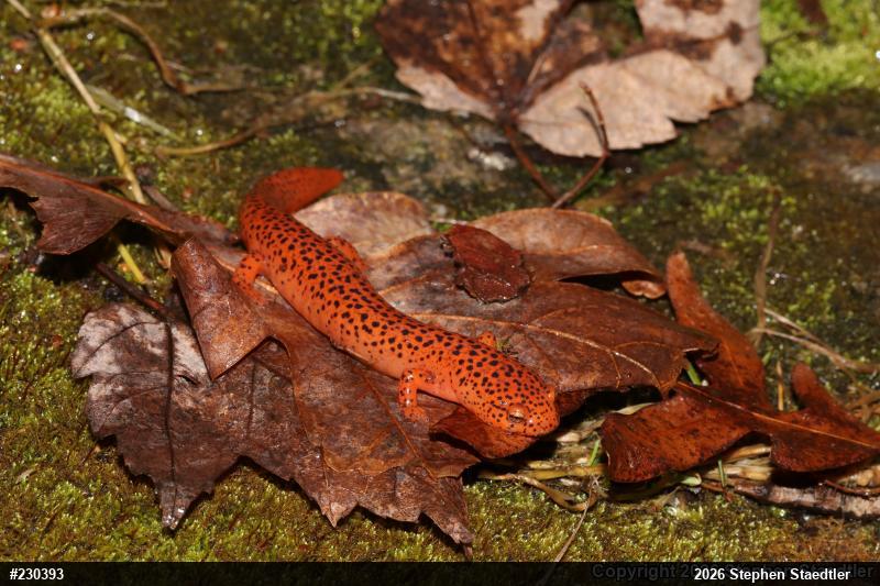 Northern Red Salamander