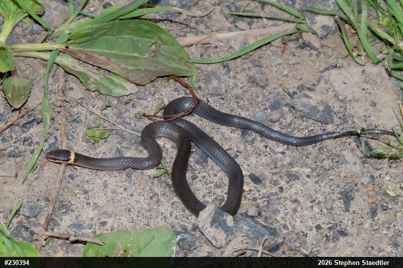 Northern Ring-necked Snake