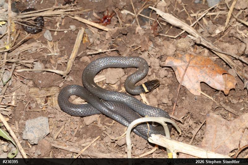 Northern Ring-necked Snake