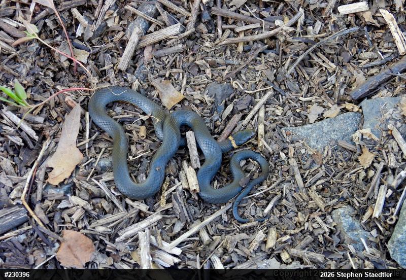 Northern Ring-necked Snake