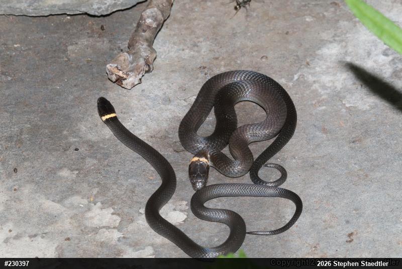 Northern Ring-necked Snake