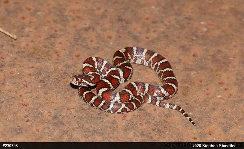 Eastern Milksnake
