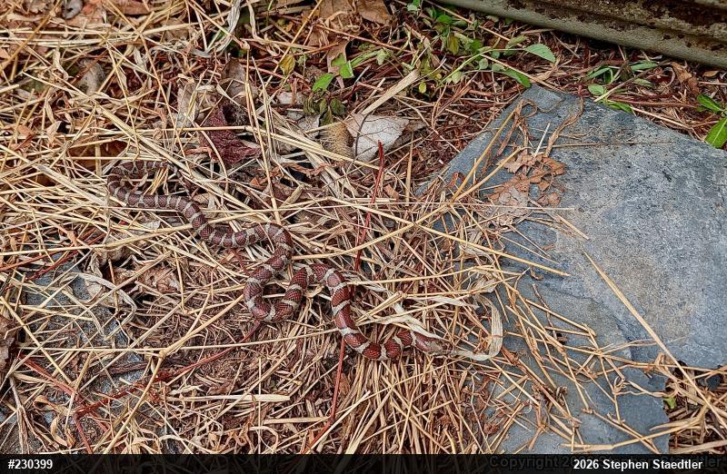Eastern Milksnake