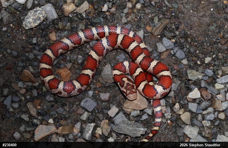 Eastern Milksnake