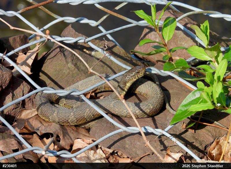 Northern Watersnake