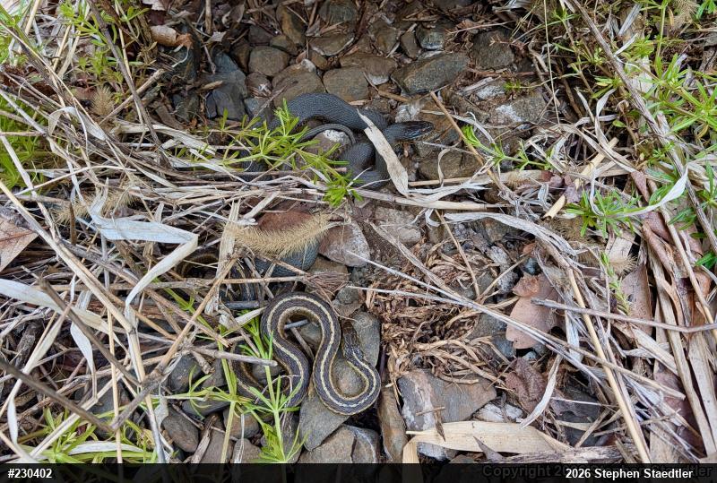 Northern Watersnake