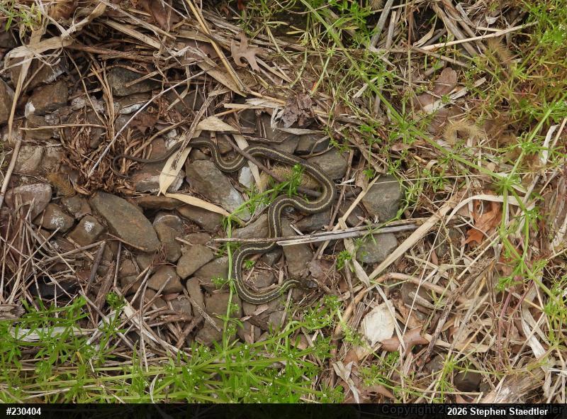 Eastern Gartersnake