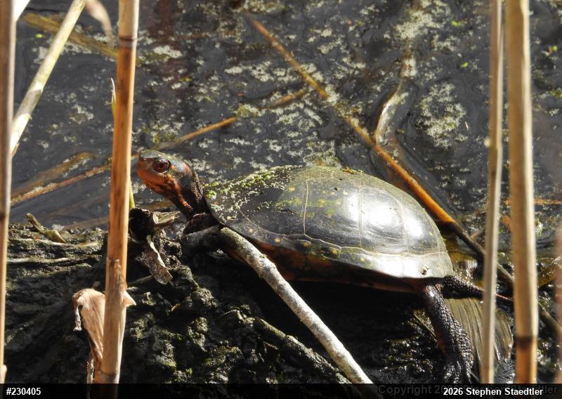 Spotted Turtle
