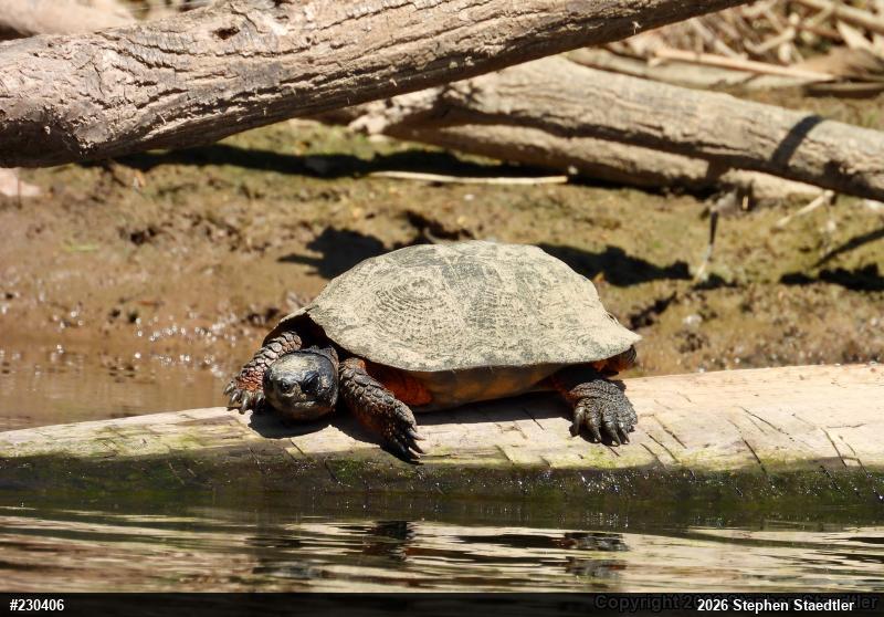 Wood Turtle