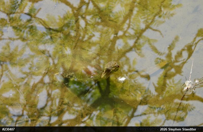 Eastern Musk Turtle