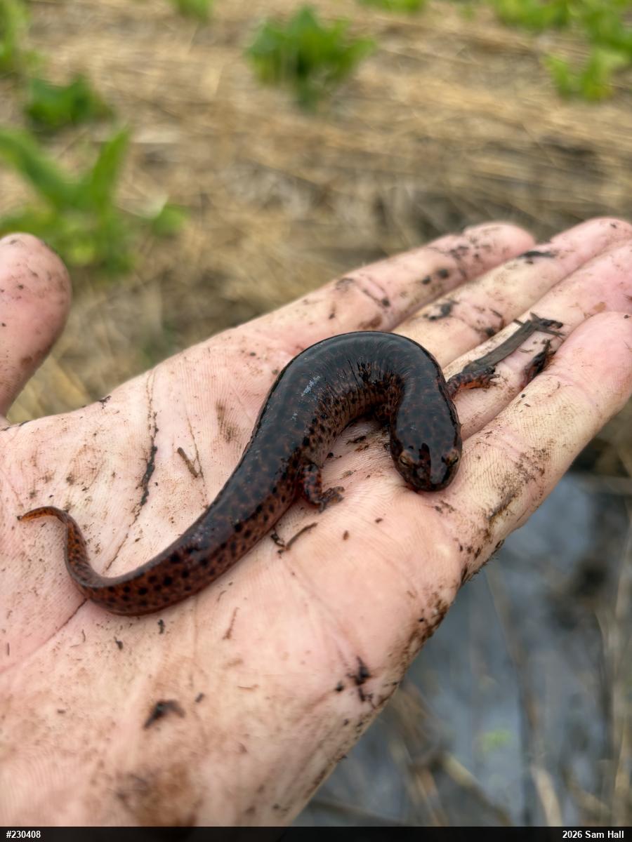 Northern Red Salamander