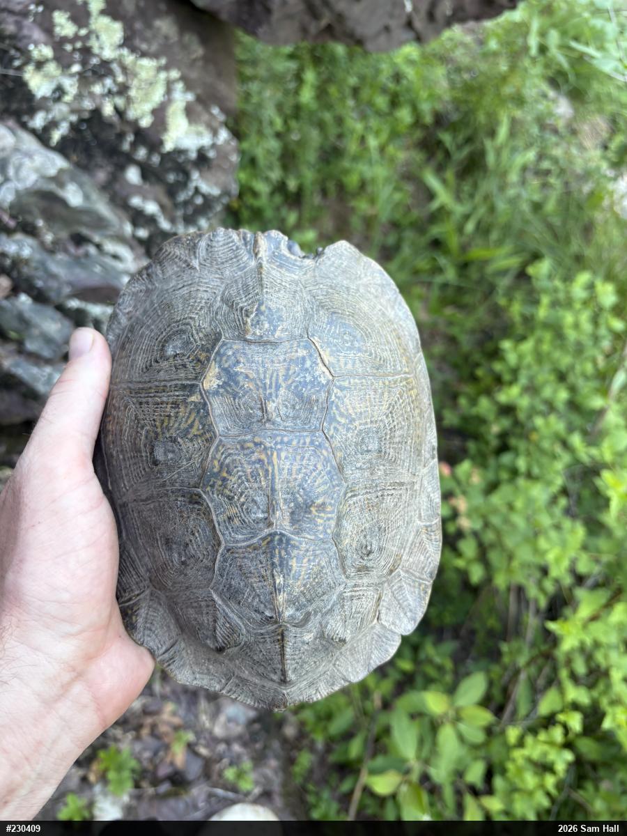 Wood Turtle