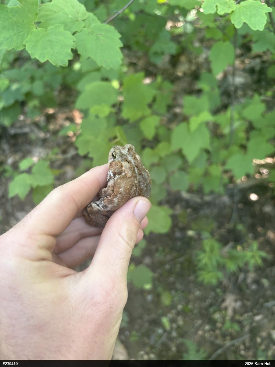 Eastern American Toad
