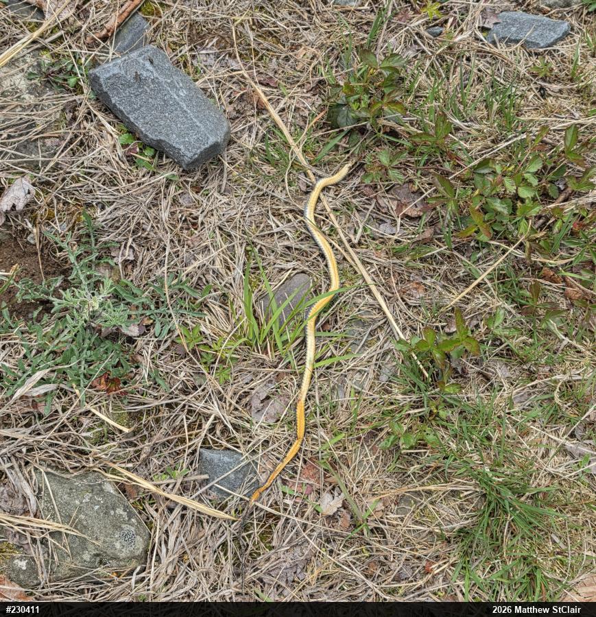 Northern Ring-necked Snake