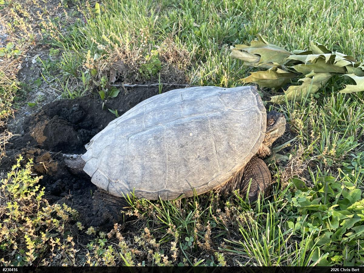 Snapping Turtle