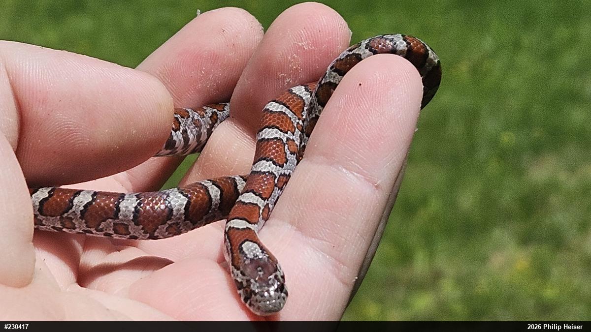 Eastern Milksnake
