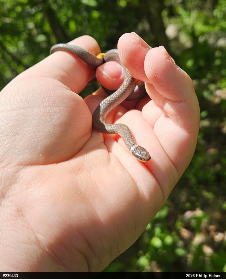 Northern Ring-necked Snake