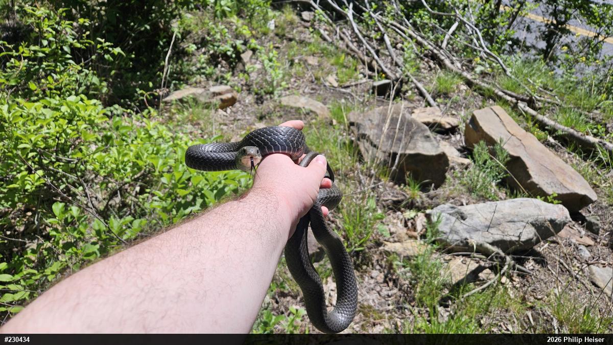 Northern Black Racer