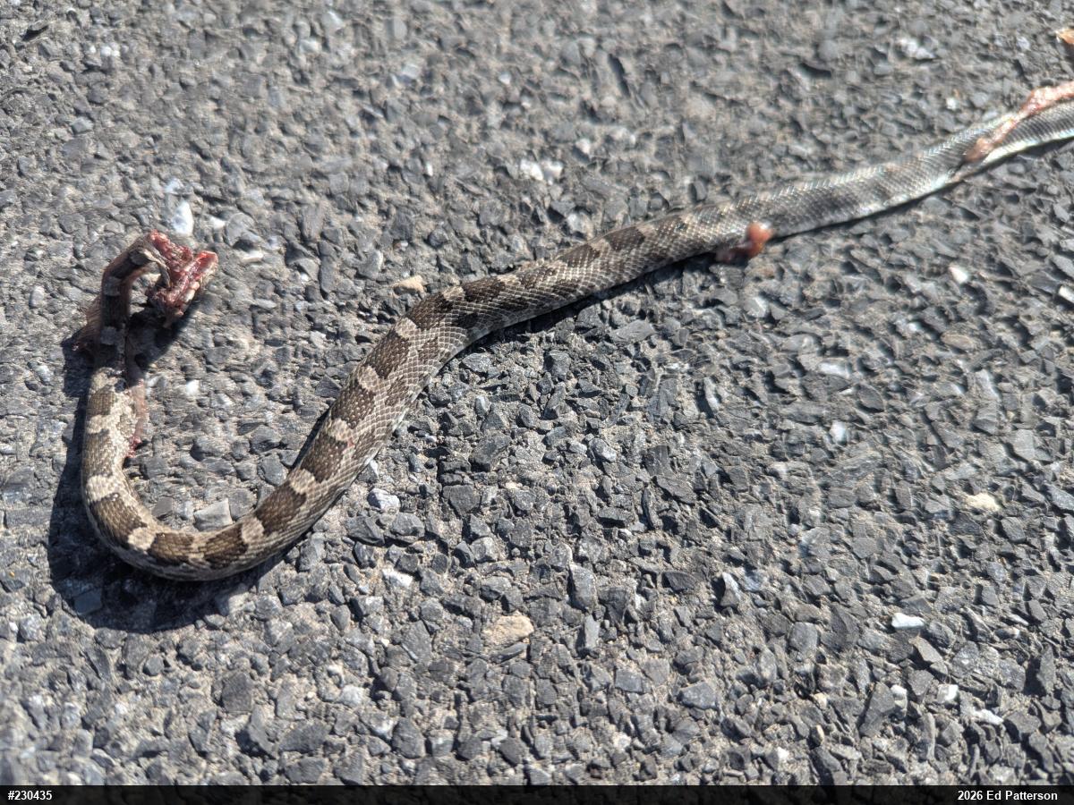 Eastern Ratsnake