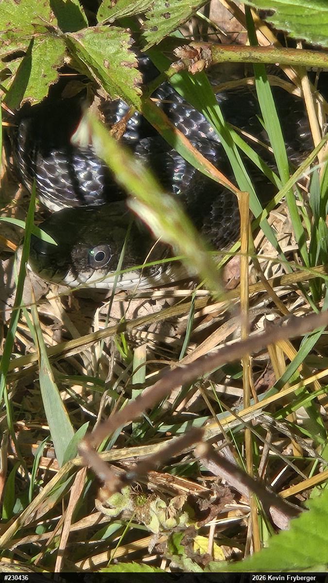 Eastern Ratsnake