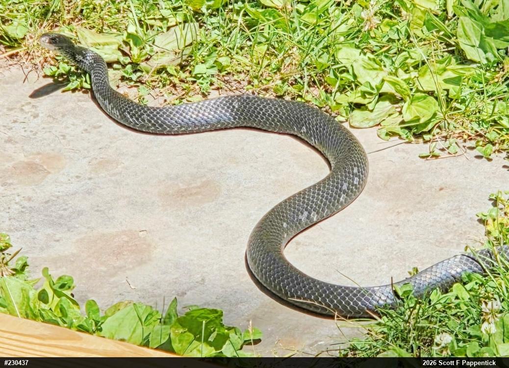 Northern Black Racer