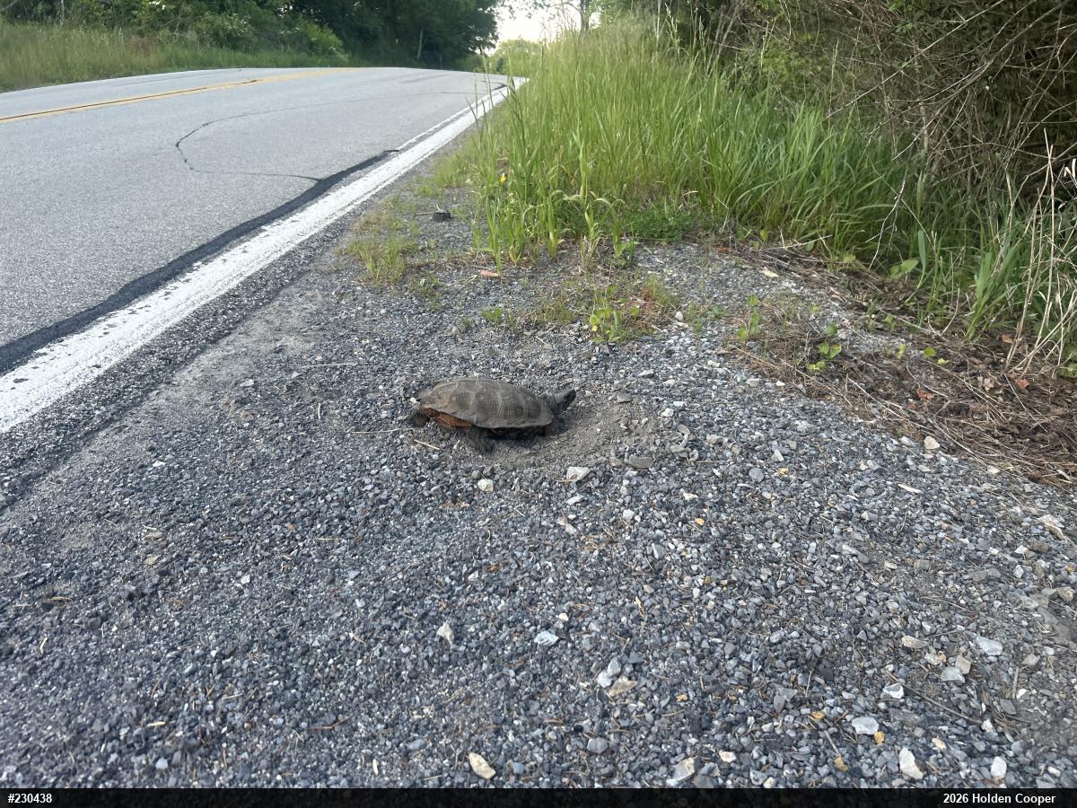 Wood Turtle