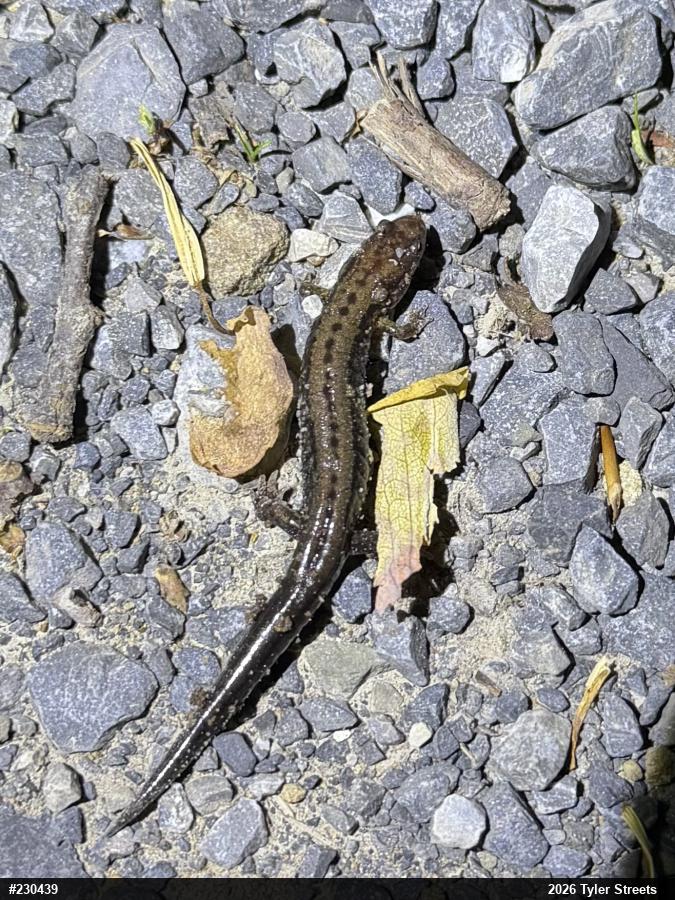Allegheny Mountain Dusky Salamander