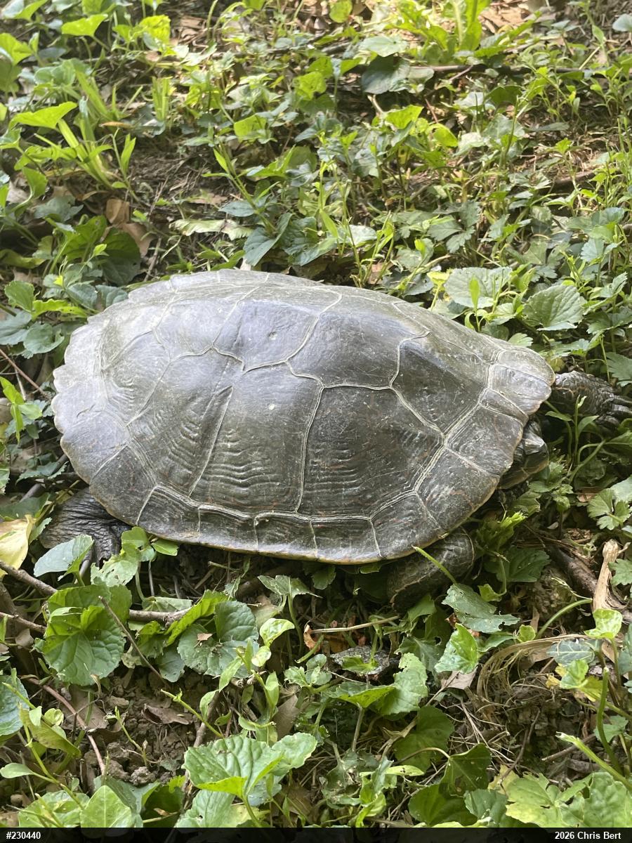 Northern Map Turtle