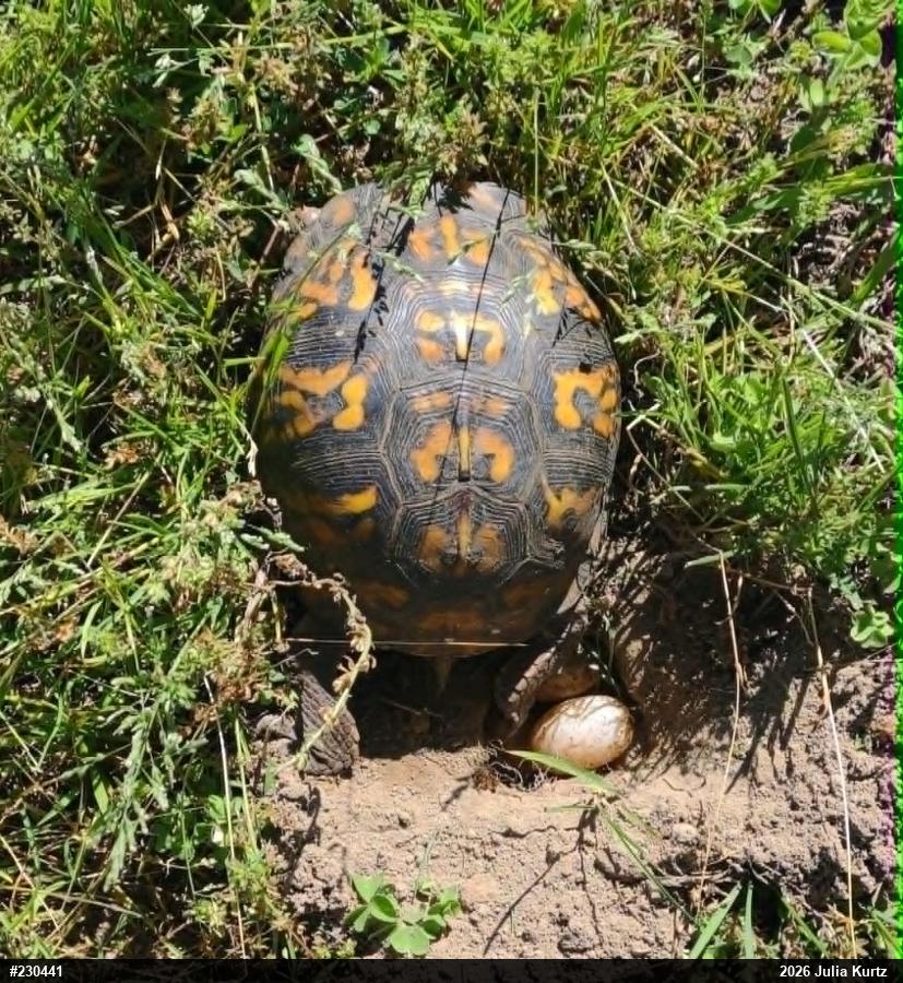 Eastern Box Turtle