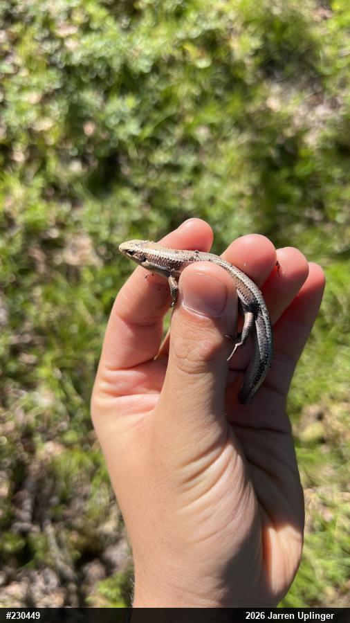 Northern Coal Skink