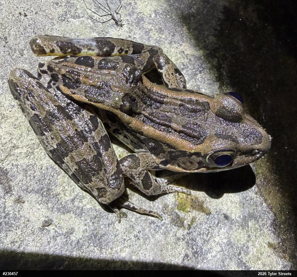 Pickerel Frog