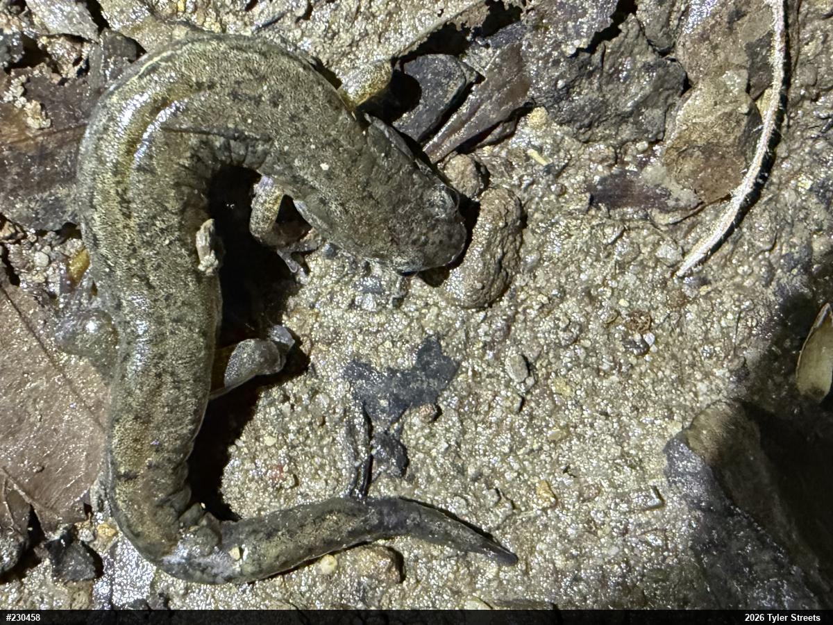 Northern Dusky Salamander