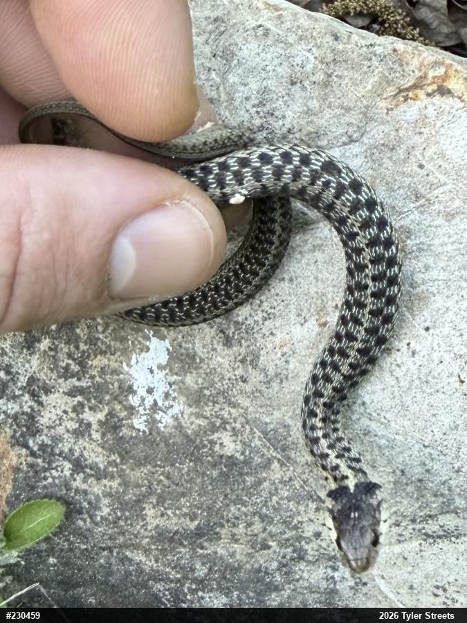 Eastern Gartersnake