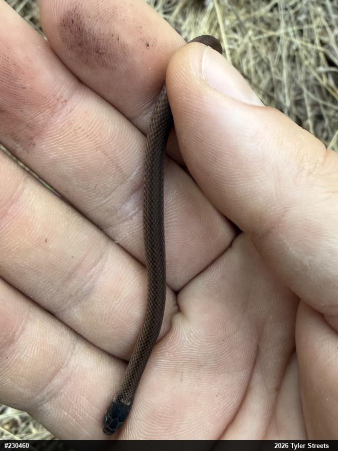Red-bellied Snake