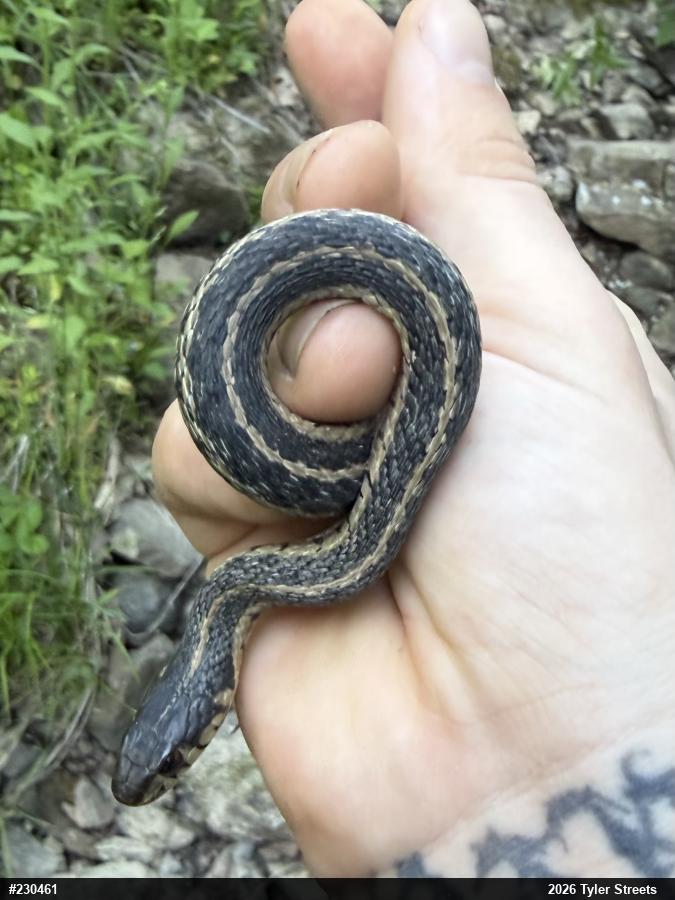 Eastern Gartersnake