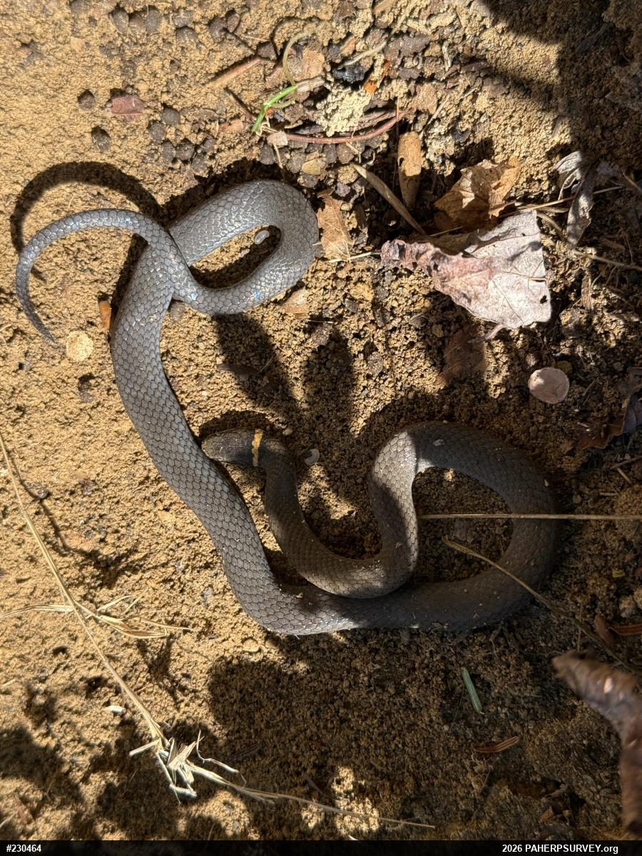 Northern Ring-necked Snake