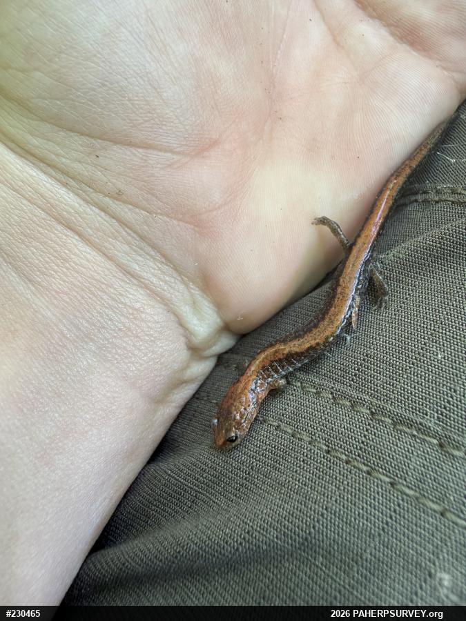 Eastern Red-backed  Salamander