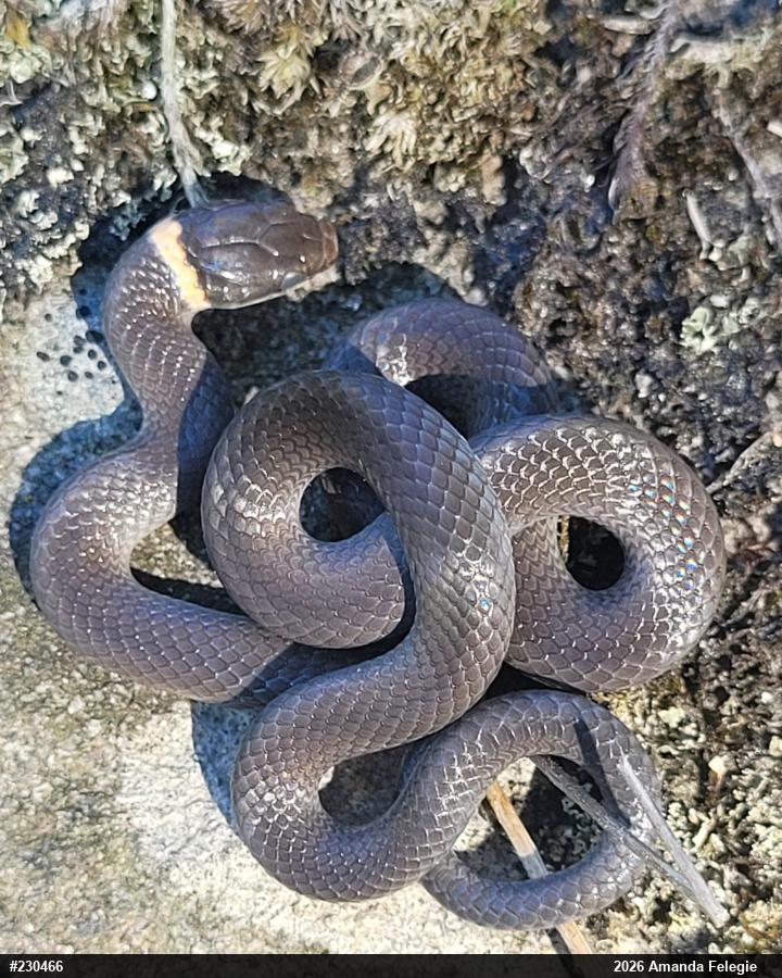 Northern Ring-necked Snake