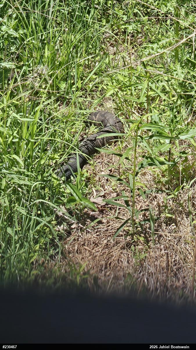 Timber Rattlesnake