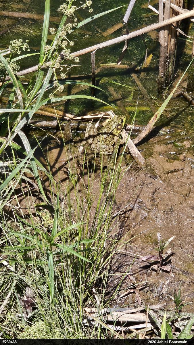 Green Frog