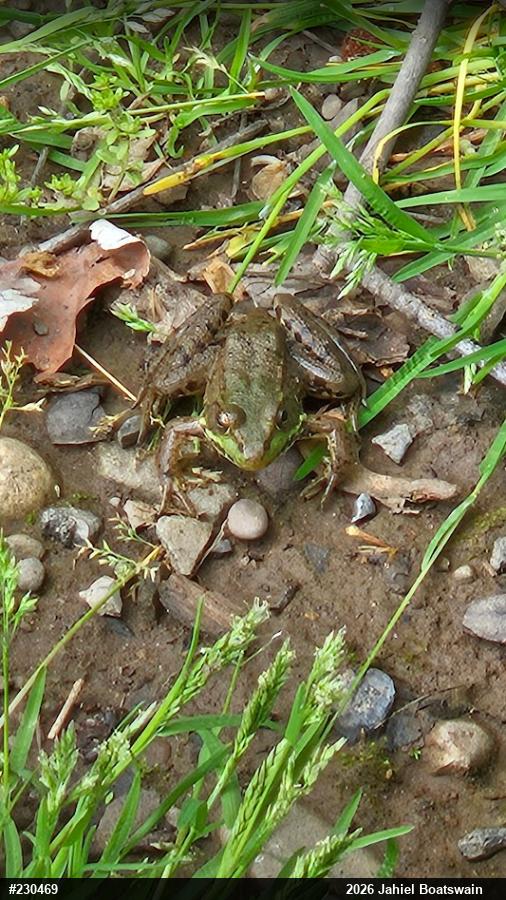 Green Frog