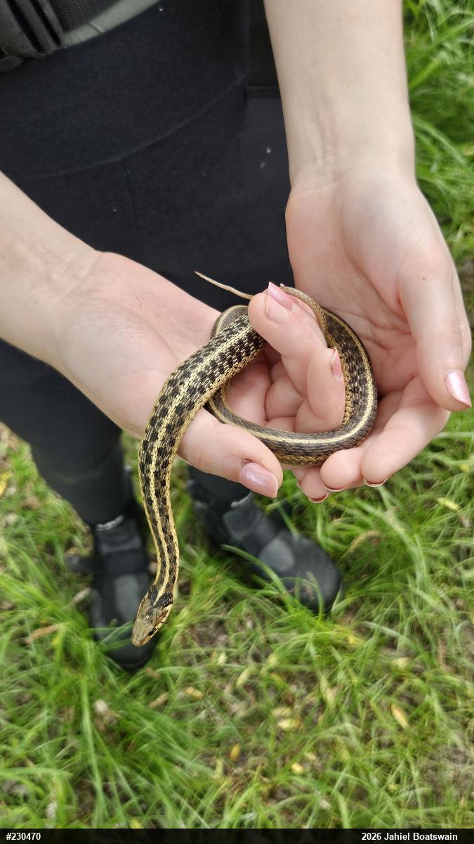 Eastern Gartersnake