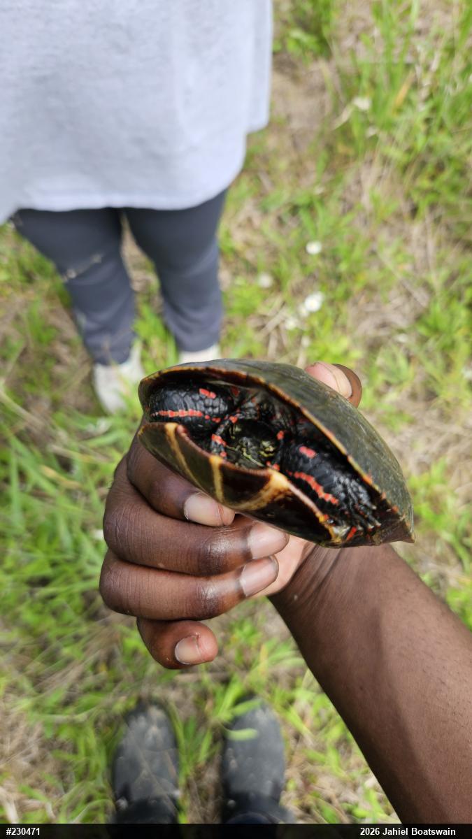 Eastern Painted Turtle